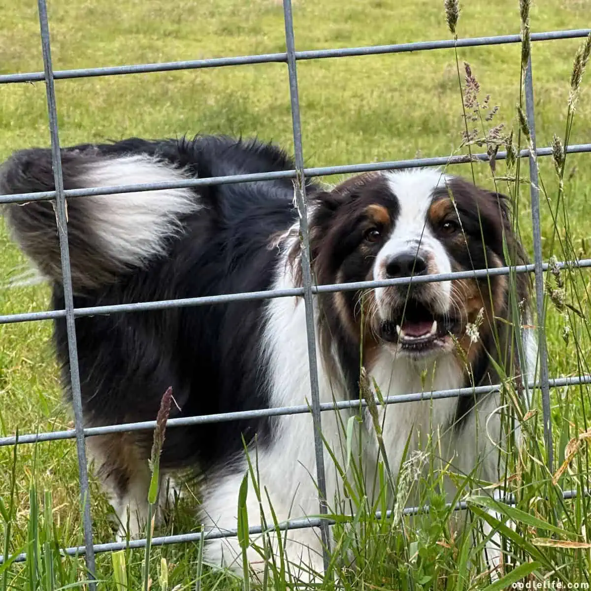 Australian Shepherd