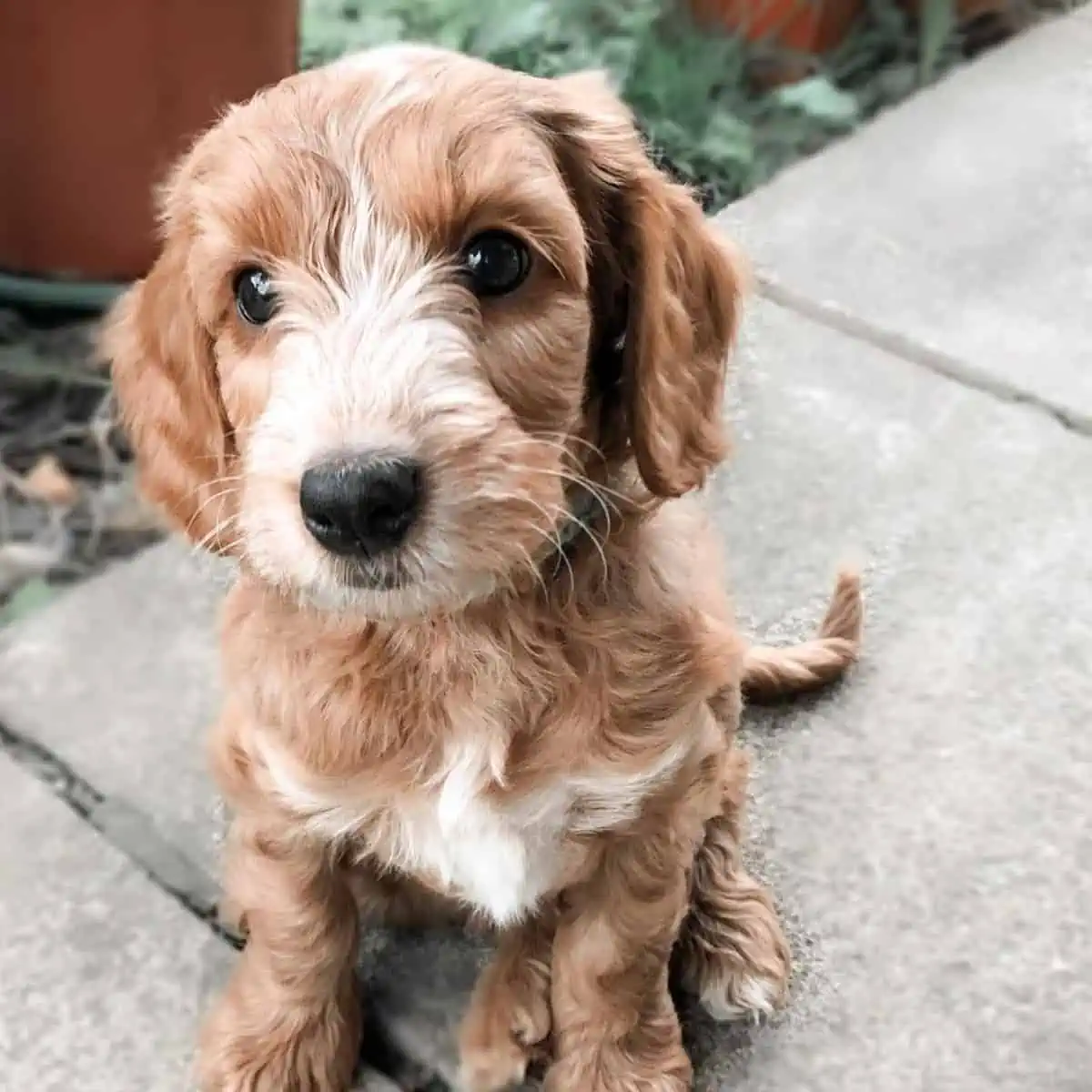 behaved Cockapoo puppy