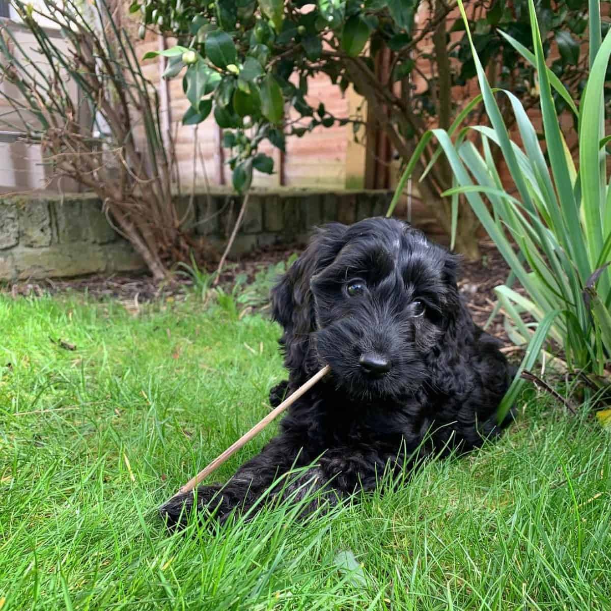 black Cockapoo puppy and stick