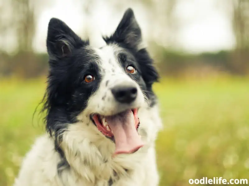 Border Collie excessively pants