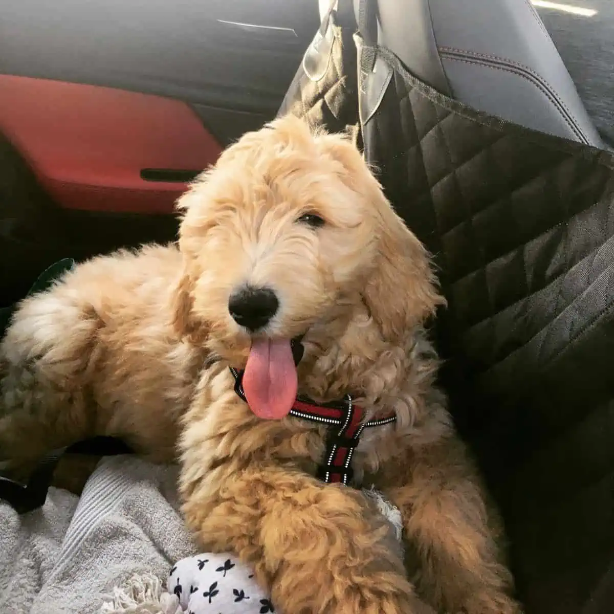 bringing home a Goldendoodle