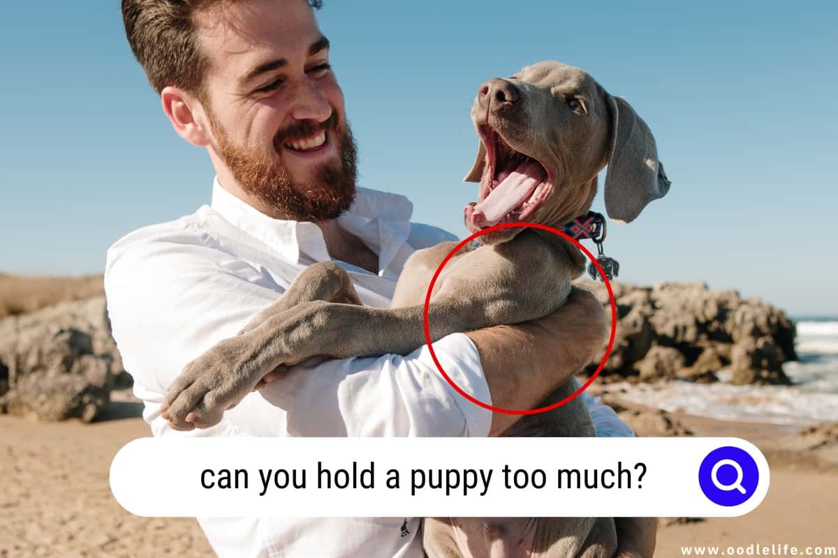 Can You Hold A Puppy TOO Much? Balancing Affection And Independence Oodle Life