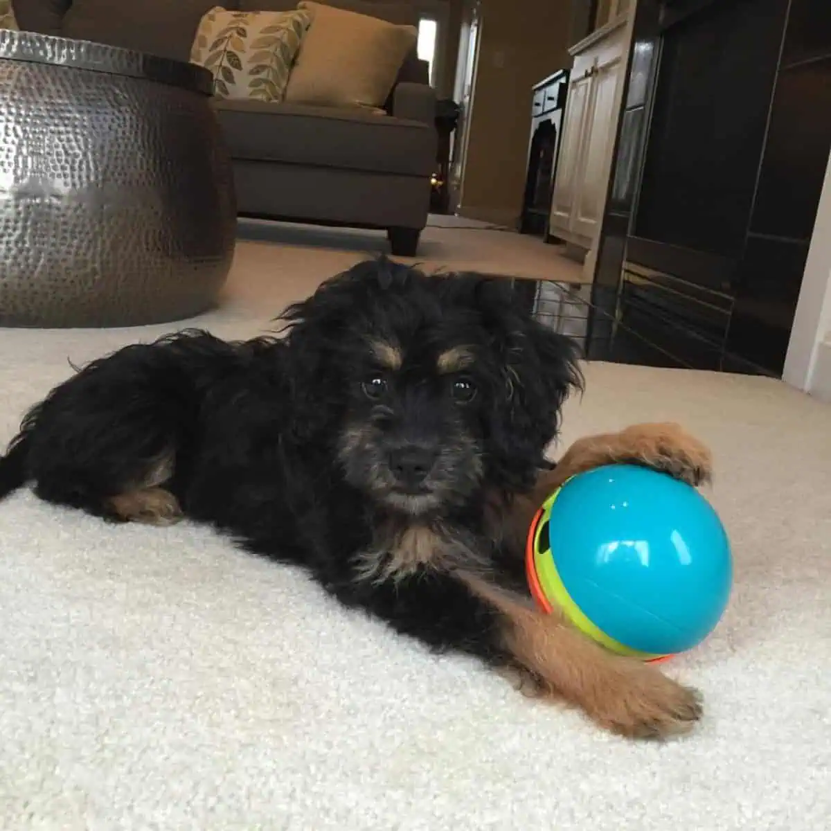 Cavapoo guarding ball