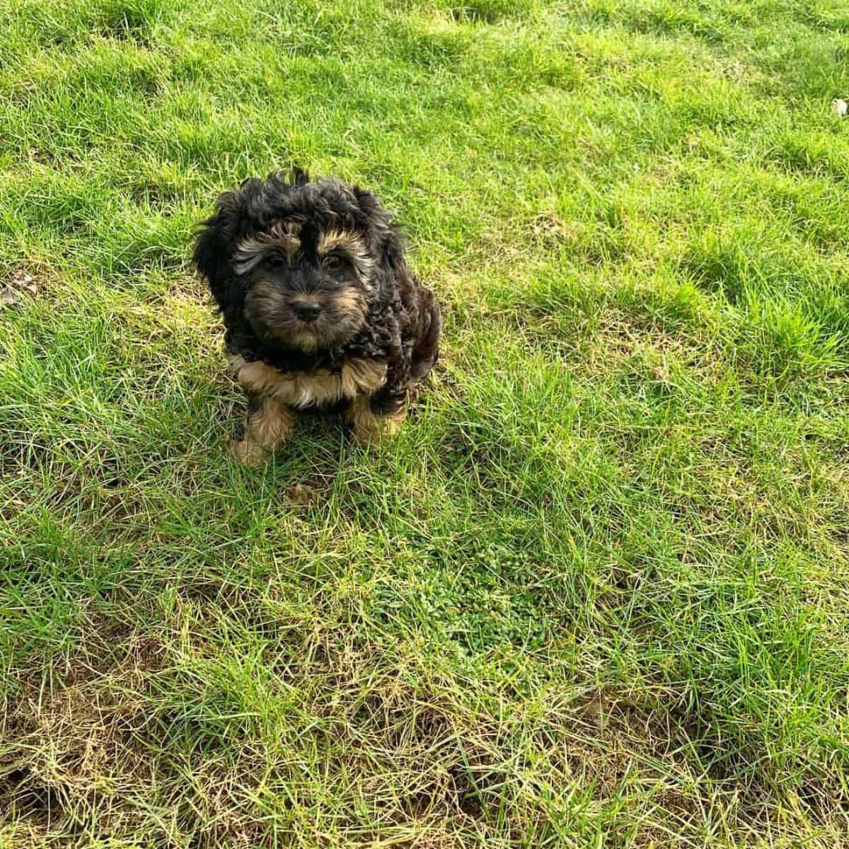 Cavapoo in new environment