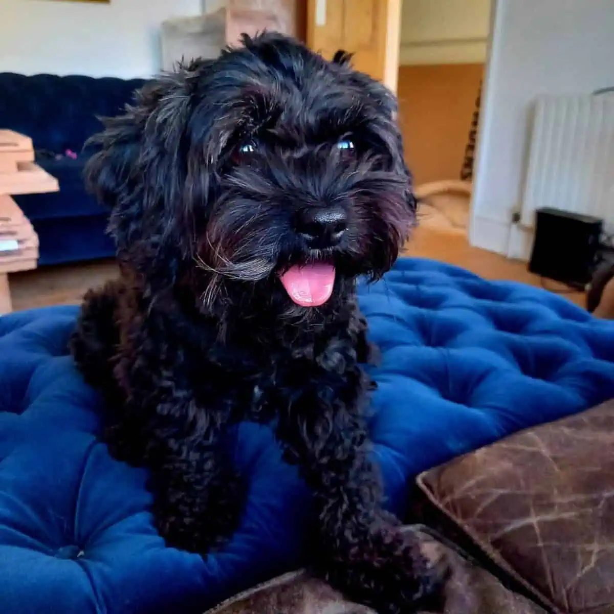 Cavapoo looking on the side