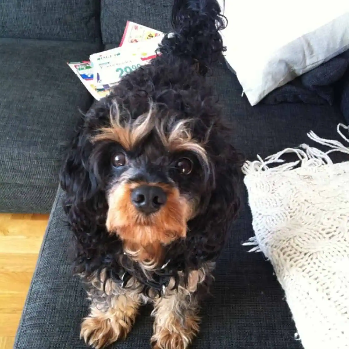 Cavapoo looks up