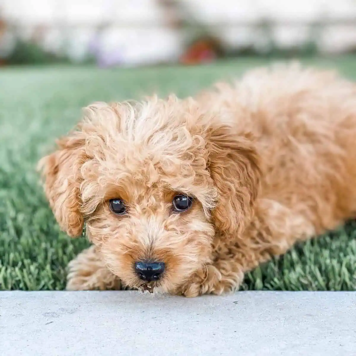 Cavapoo lying outdoors