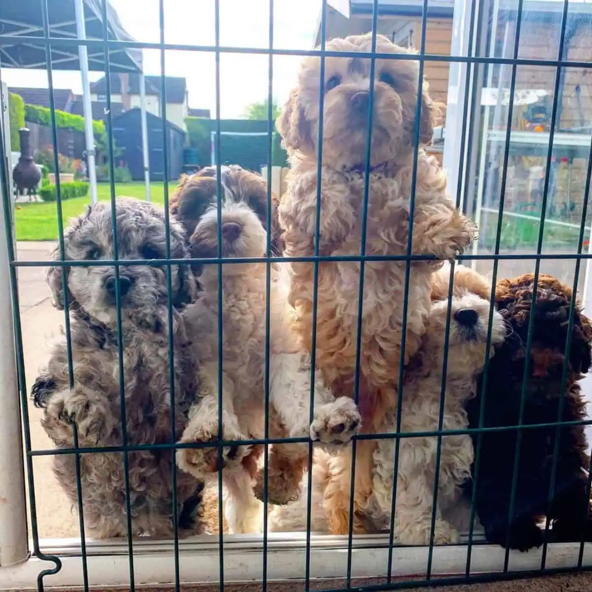 Cavapoo puppies outdoors