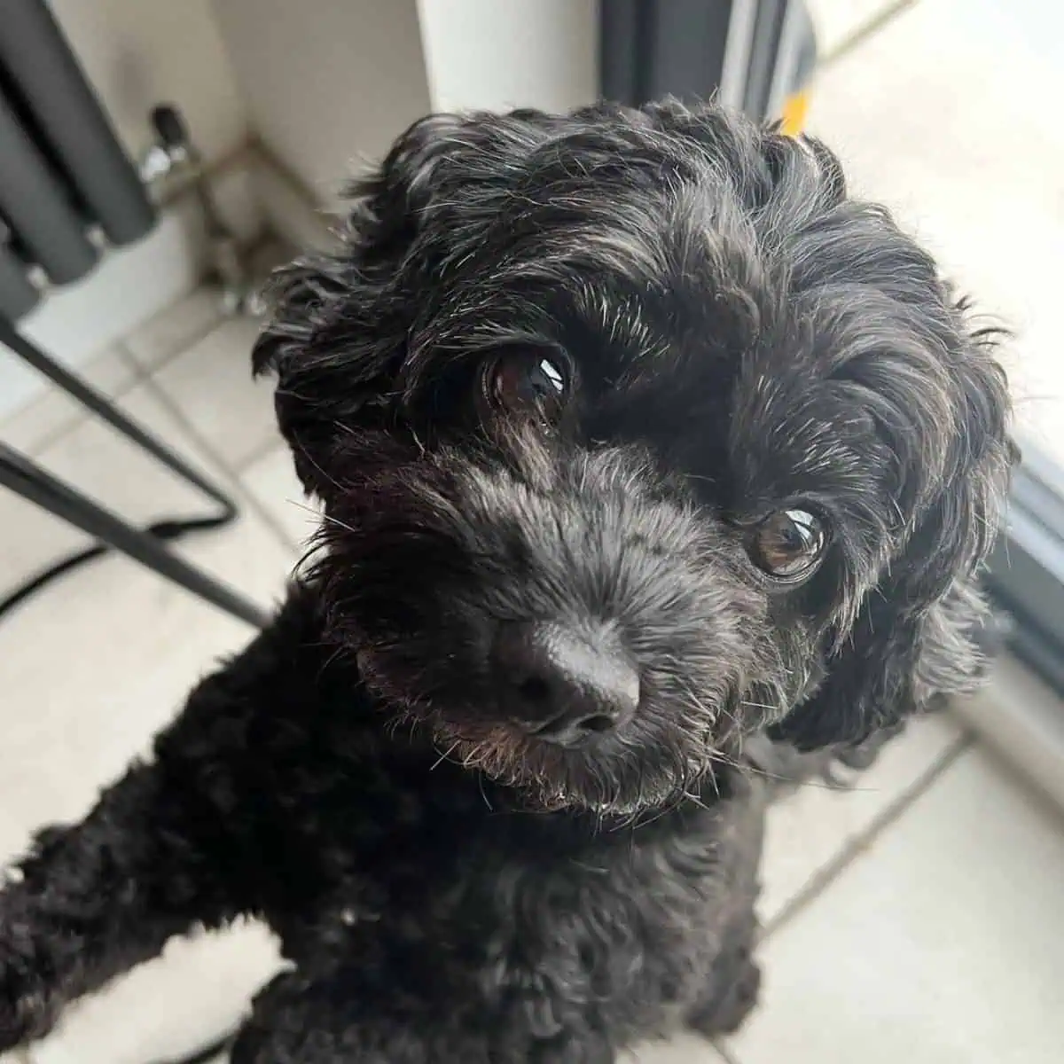 Cavapoo puppy asking treat