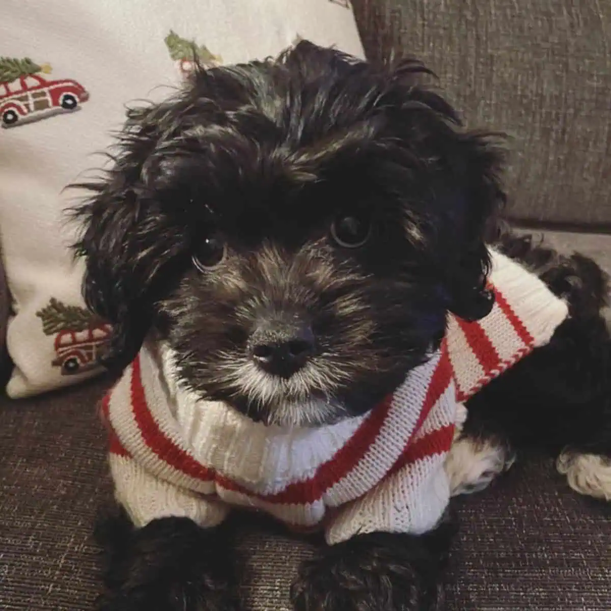 Cavapoo puppy looks curious
