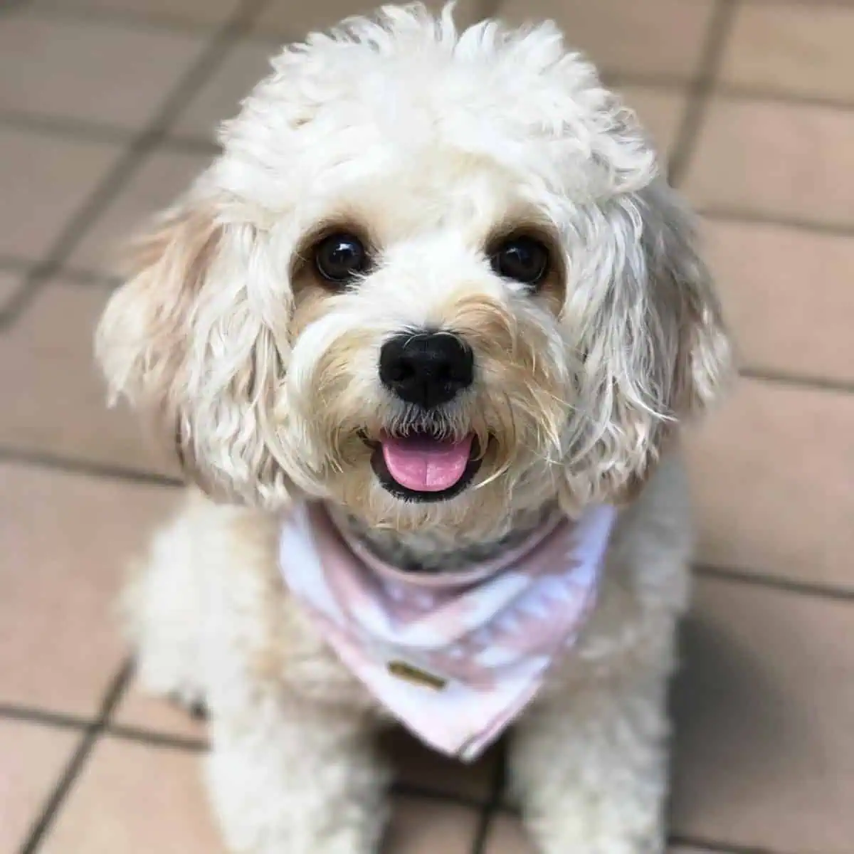 Cavapoo wants attention