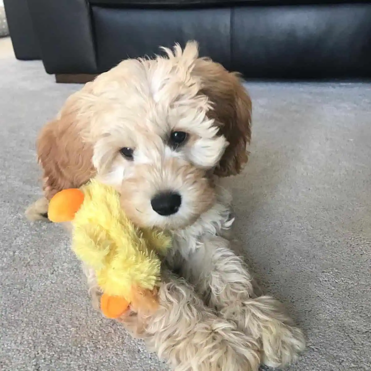 Cavapoo with duck toy