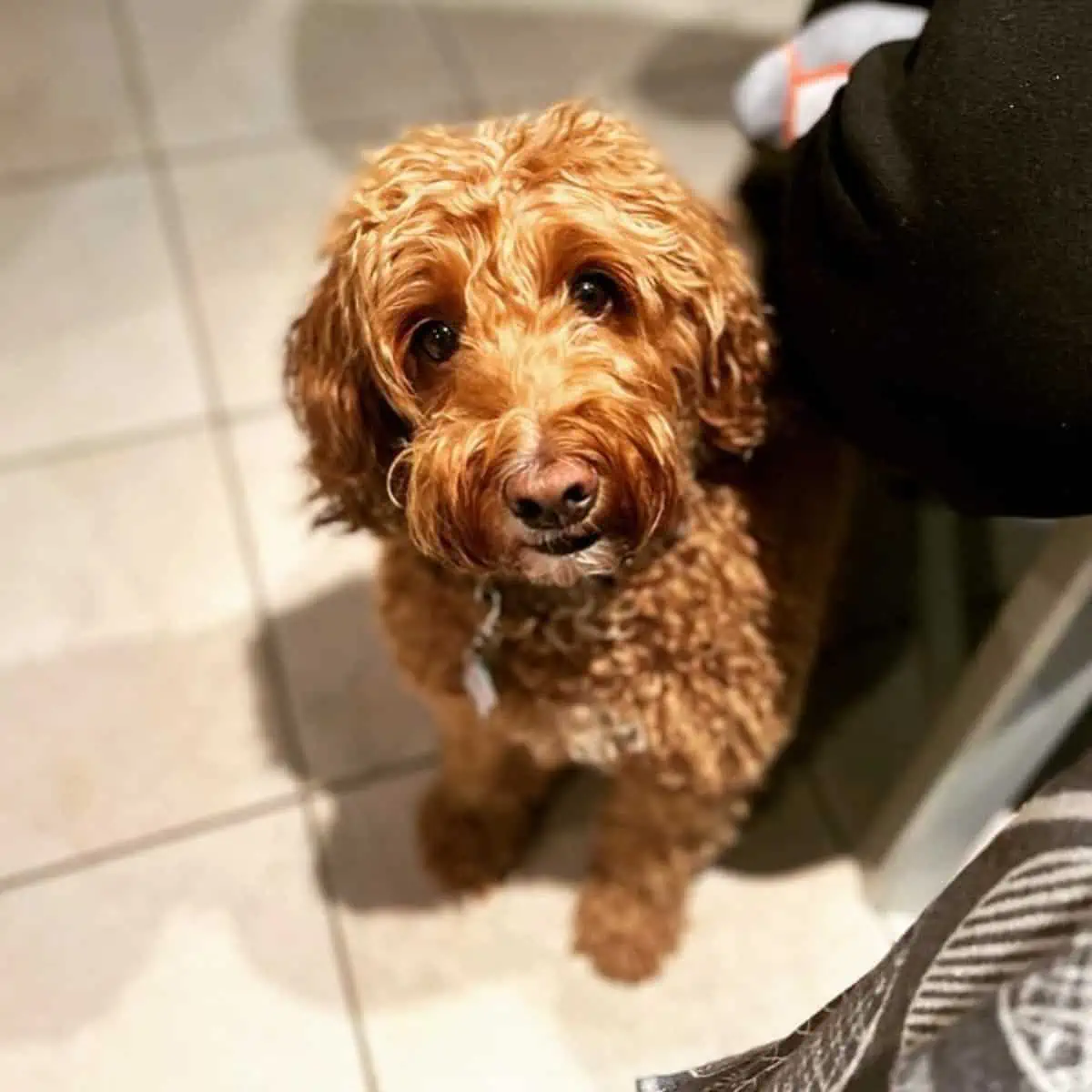 Cockapoo asking for attention