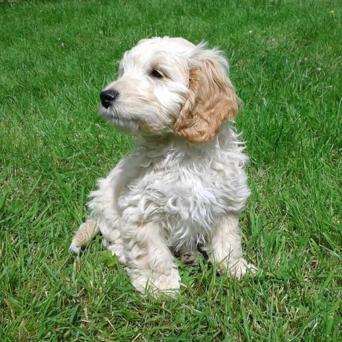 Cockapoo puppy in the garden