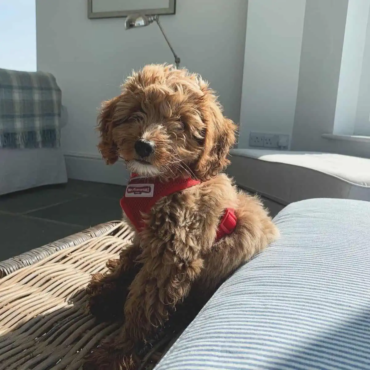 Cockapoo puppy on harness