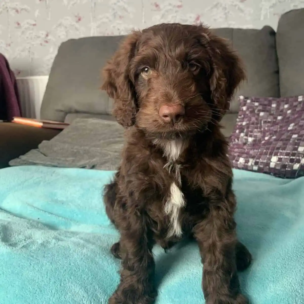 Cockapoo puppy sitting in bed