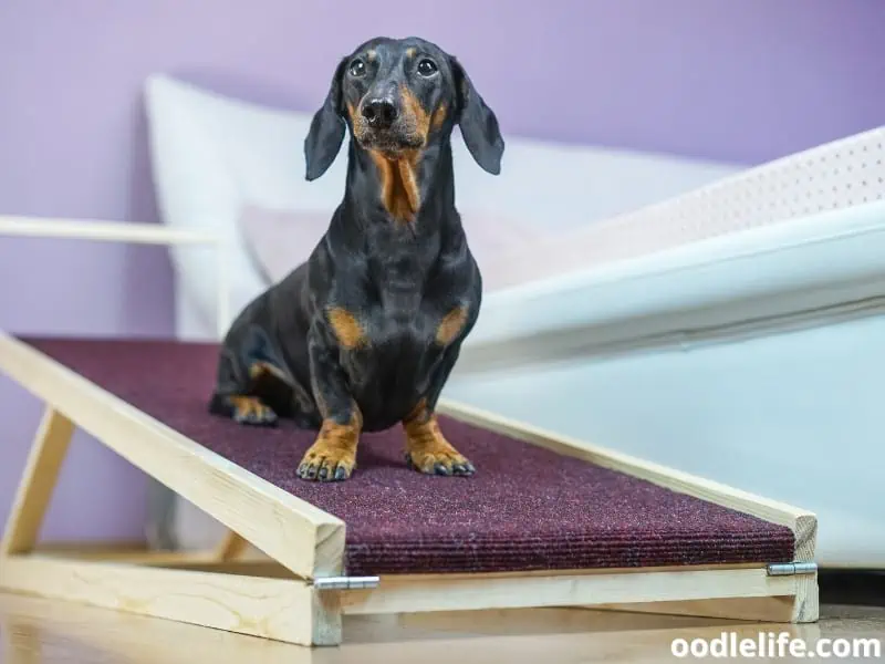 Dachshund sits on a ramp