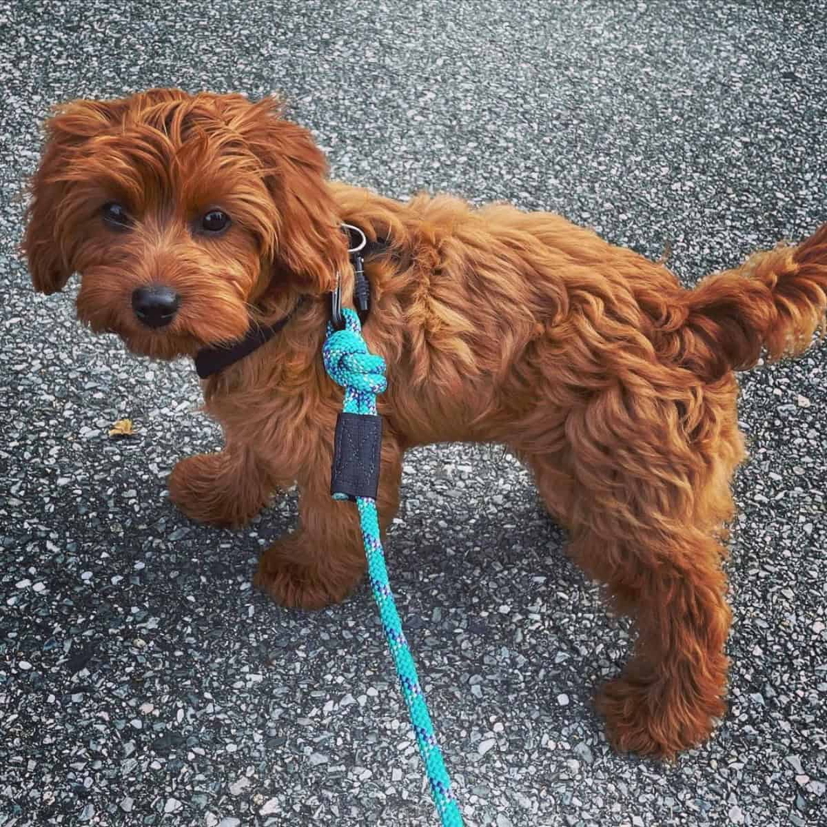 daily walk of Cavapoo