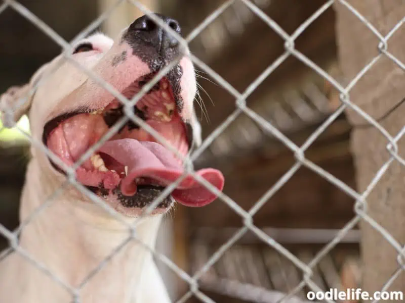 dog behind metal fence