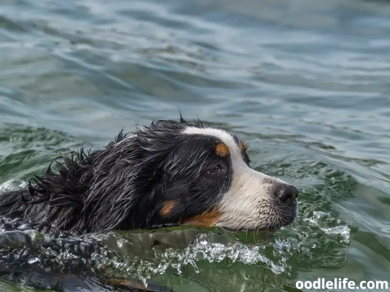 dog enjoys the water