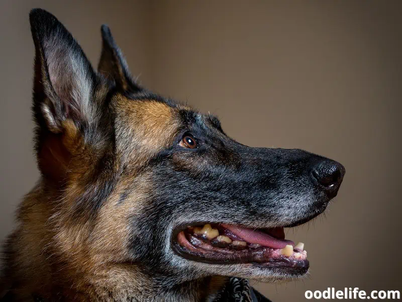 dog looks up the ceiling