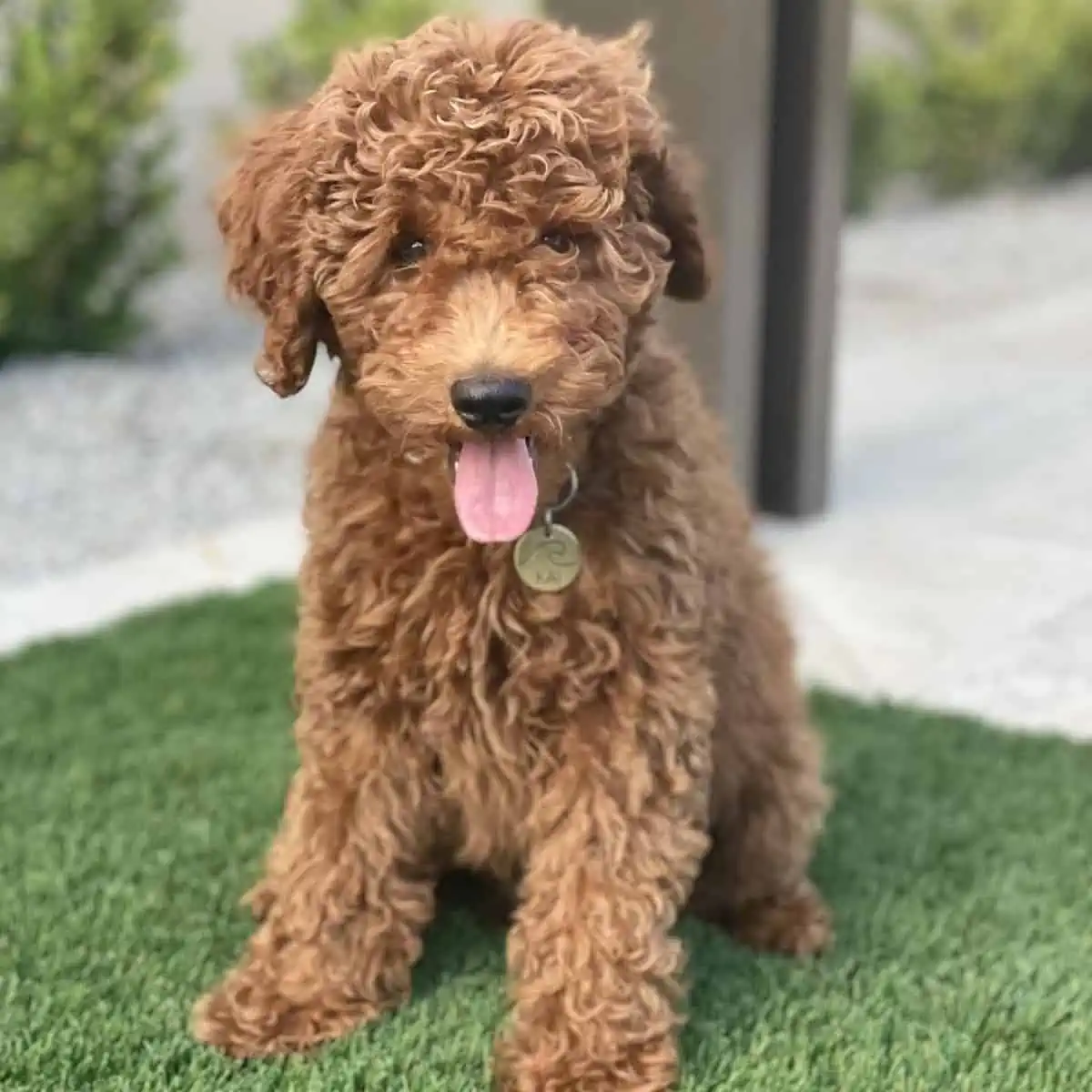 enjoying Mini Goldendoodle with tongue out