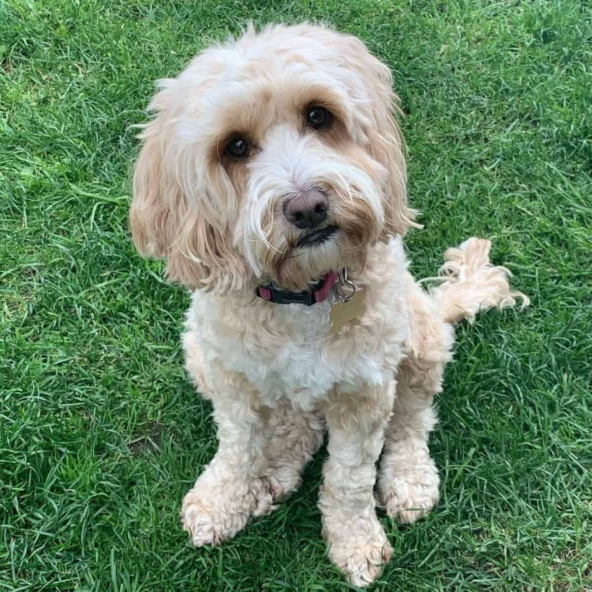 F1 Cockapoo tilts head