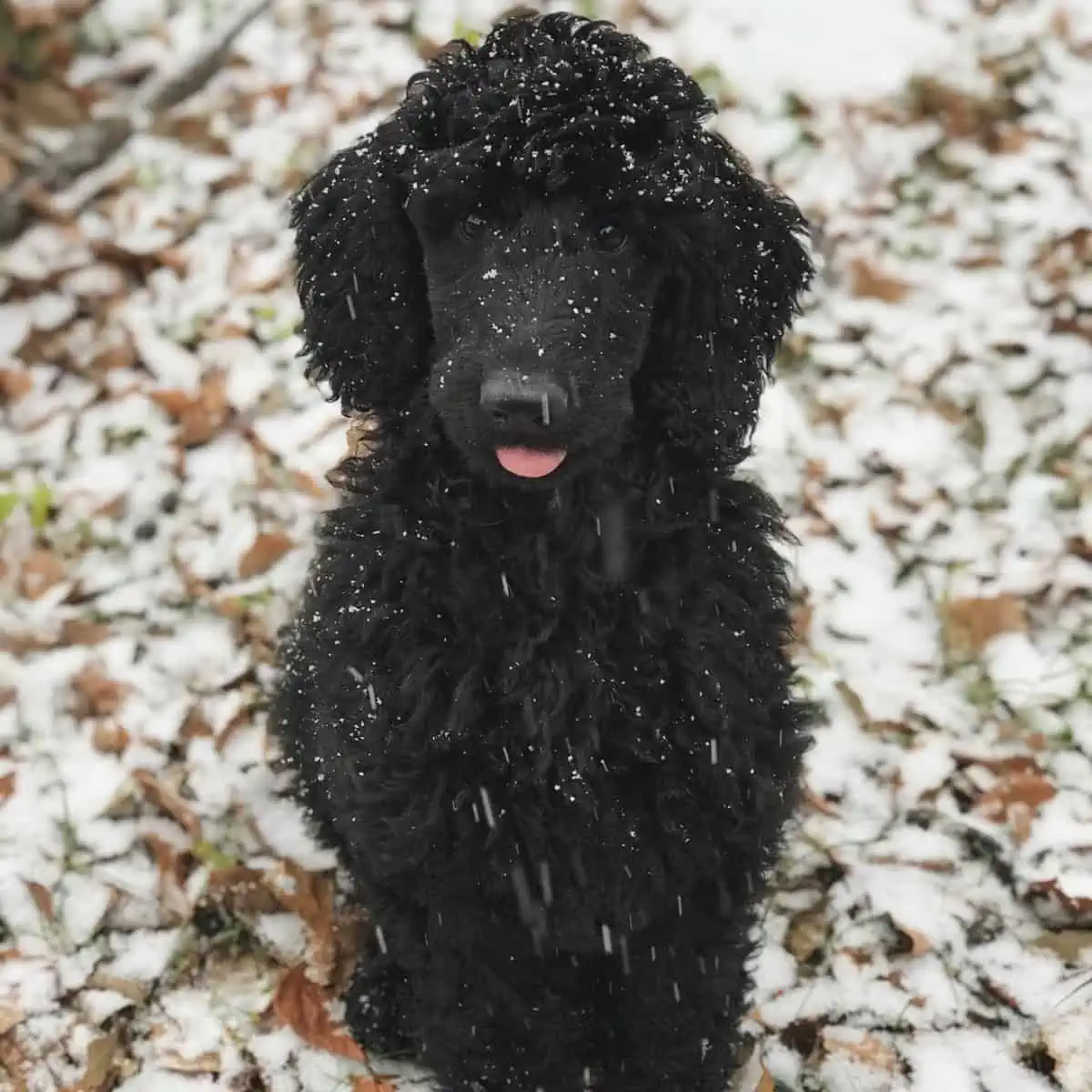 first snow for Poodle