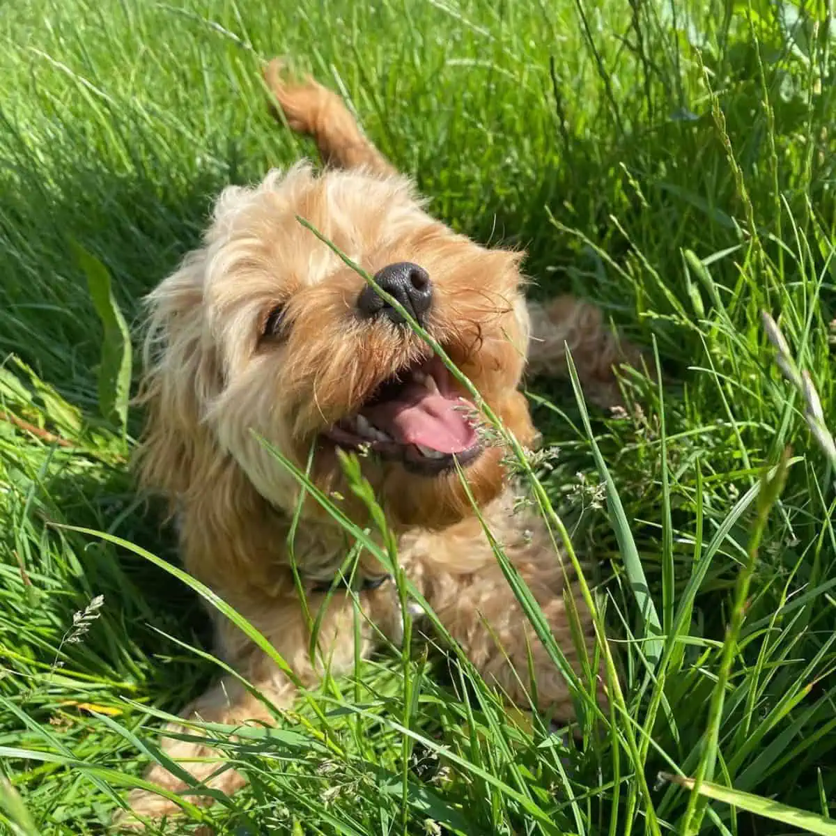 happy Cavapoo