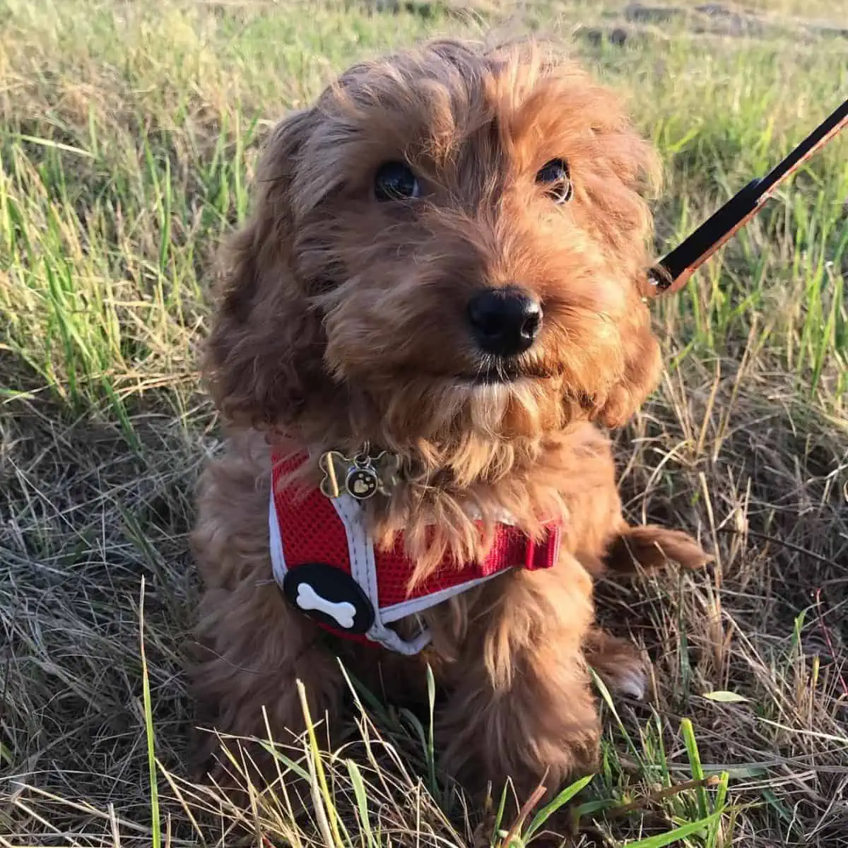 happy Cockapoo puppy outside