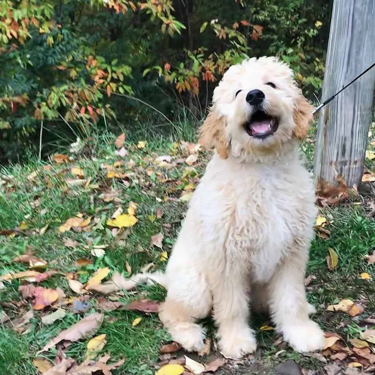 happy Goldendoodle on a leash