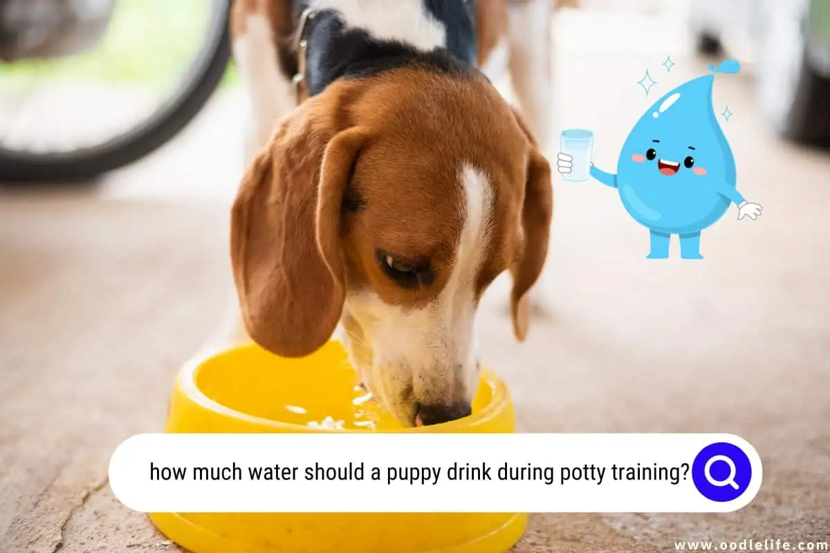 how much water should a puppy drink during potty training