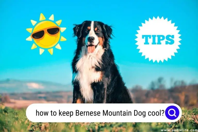 How to Keep Bernese Mountain Dog Cool? [Summer Comfort]