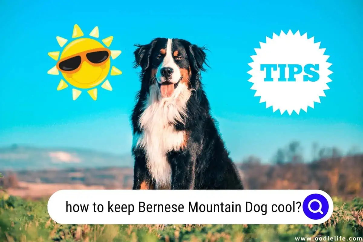 how to keep Bernese Mountain Dog cool
