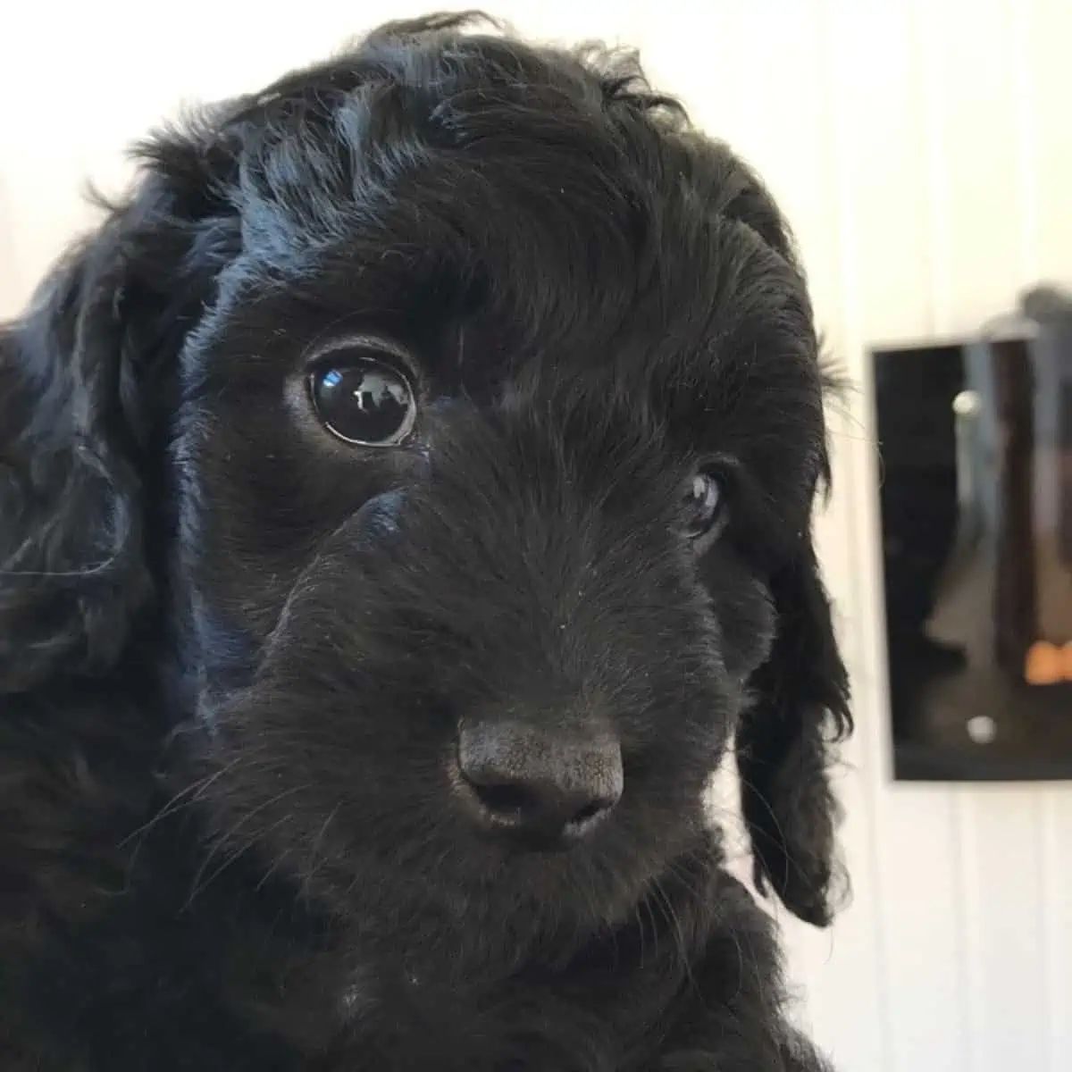 hungry Cockapoo puppy