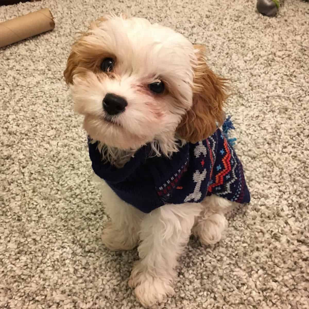 jumper for Cavapoo
