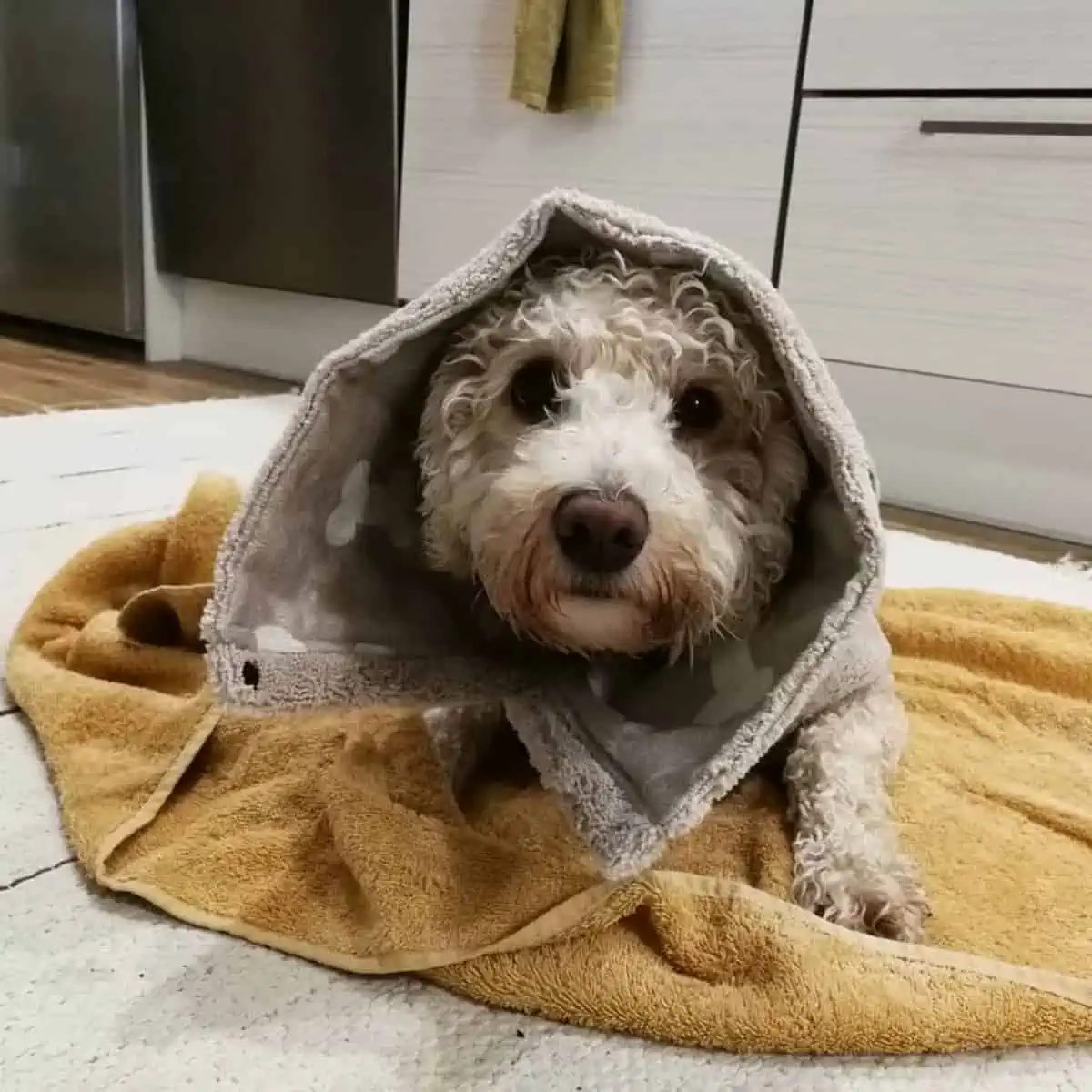 Labradoodle wearing a bathrobe