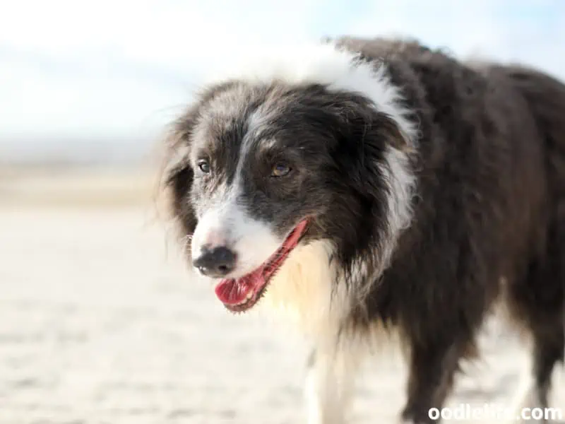 looks tired at beach