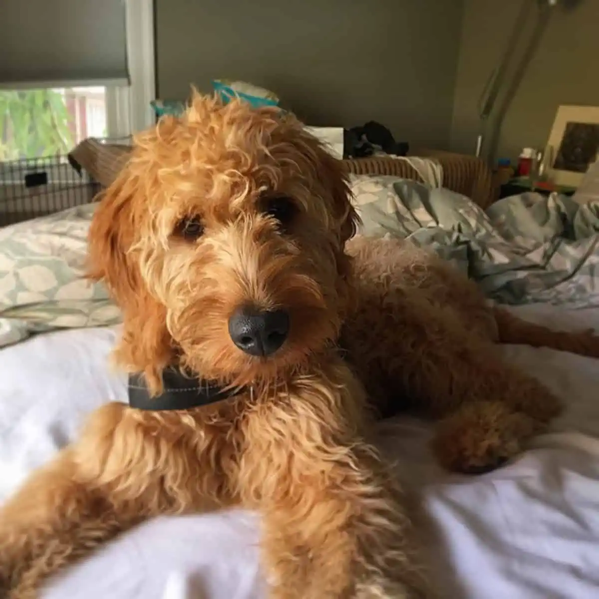 lying Goldendoodle puppy in bed