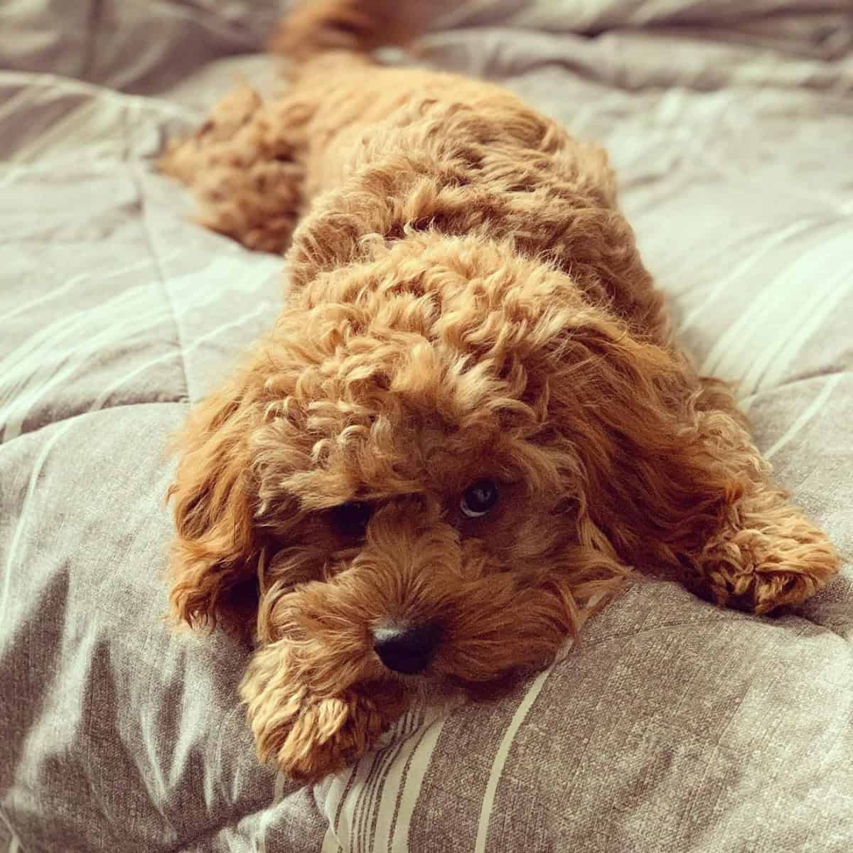 lying in bed Cavapoo