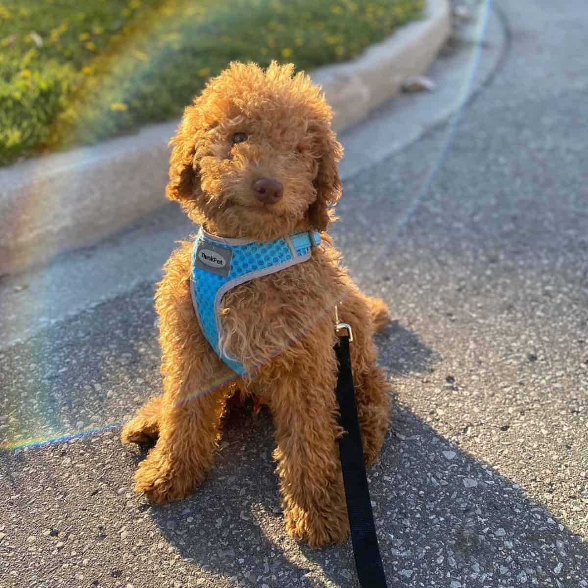 Mini Goldendoodle in the sun