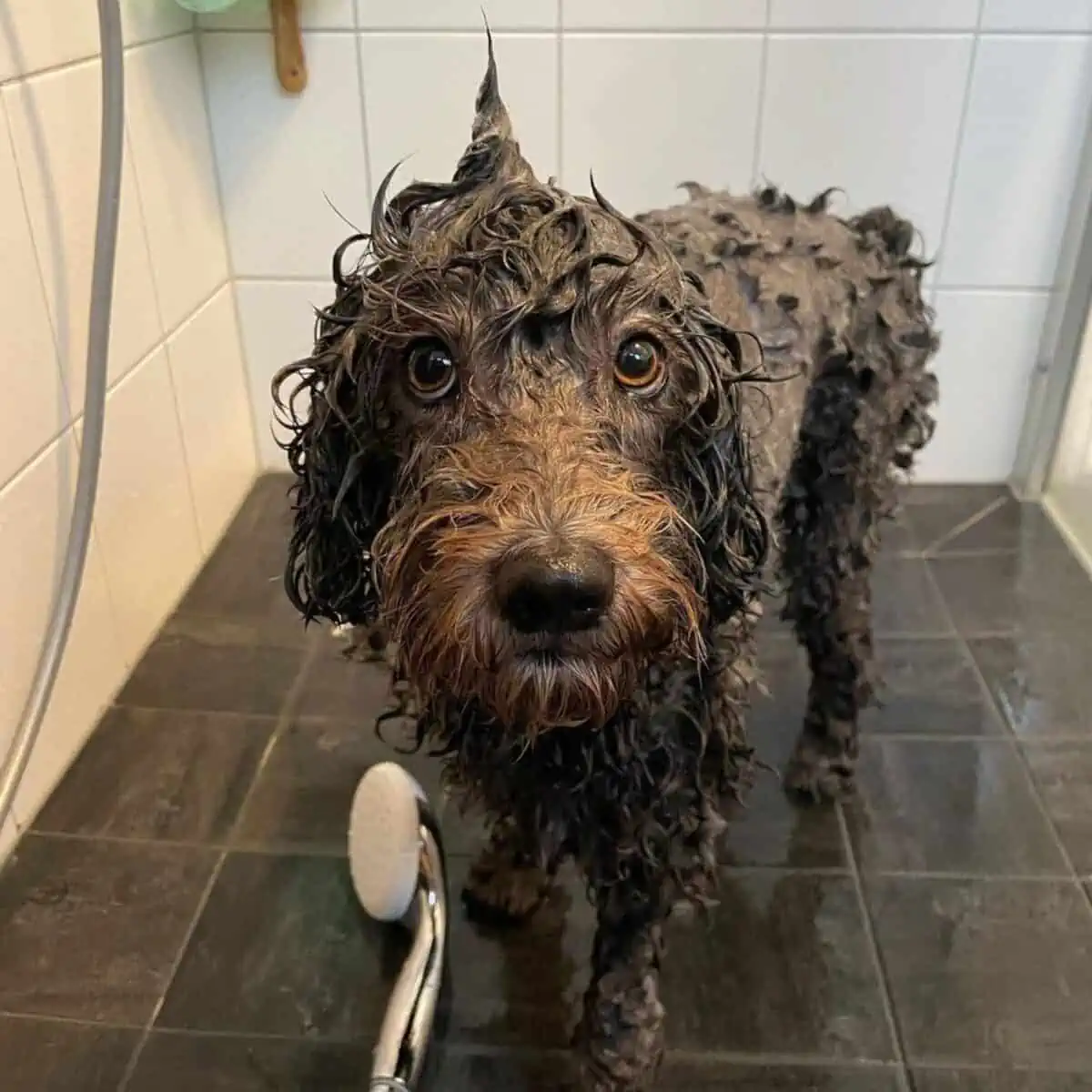 Mini Labradoodle enjoys bath
