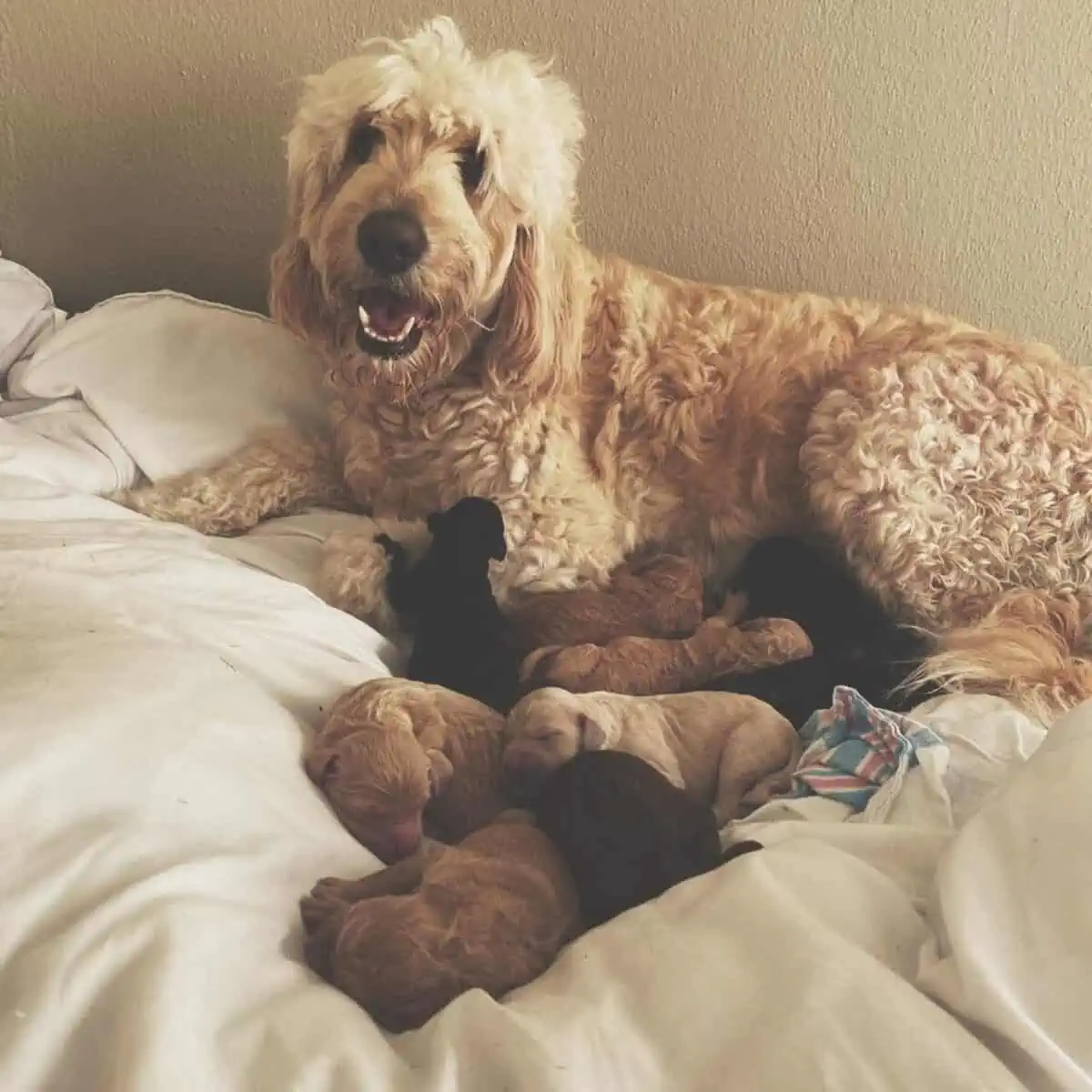 mother Goldendoodle with puppies