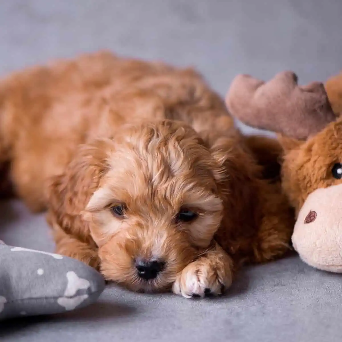 nap all day with Cockapoo