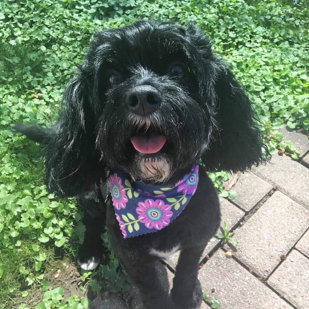 new haircut for Cavapoo