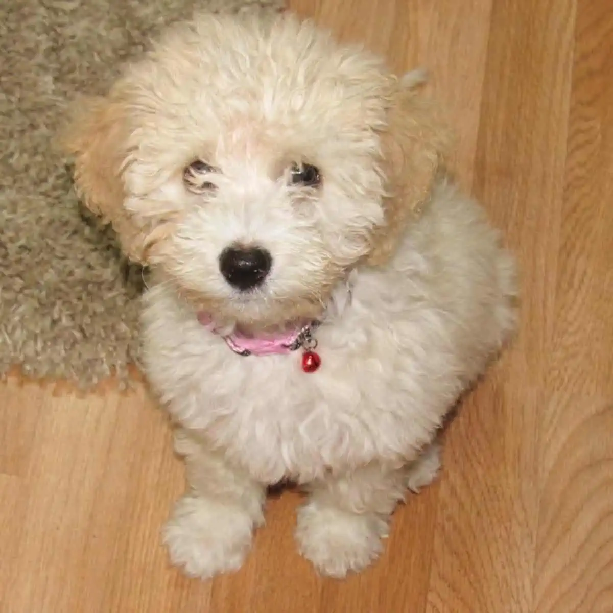 pink collar for Cockapoo