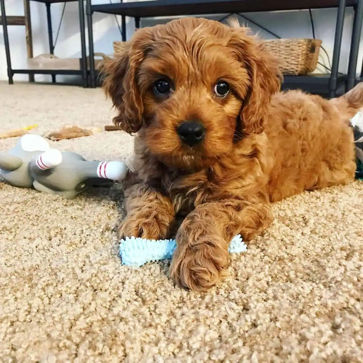 playing Cavapoo