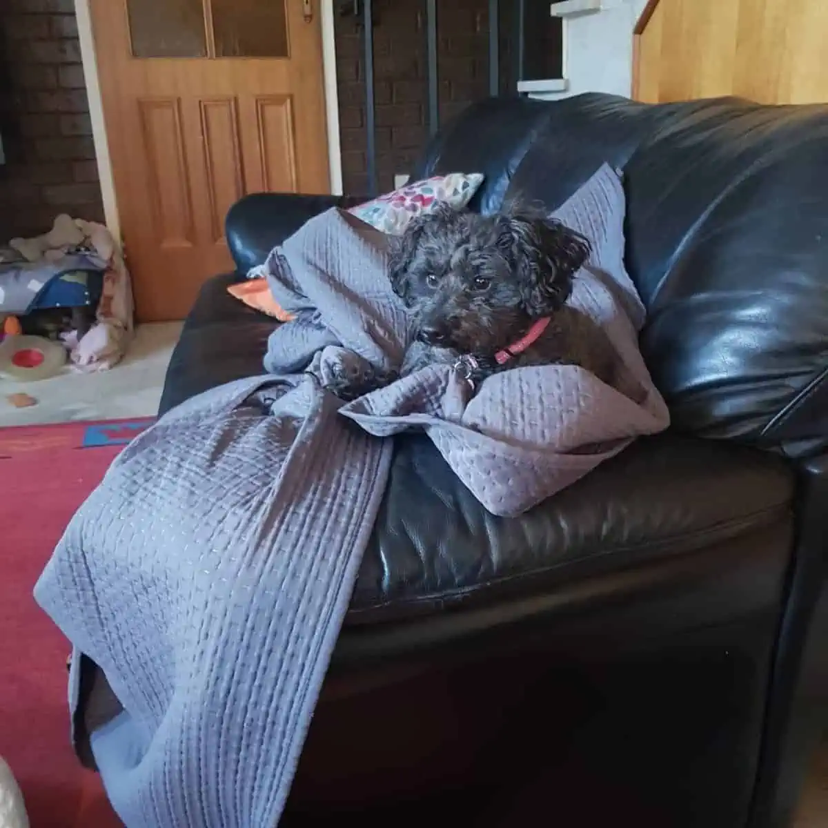 Poodle and warm blanket