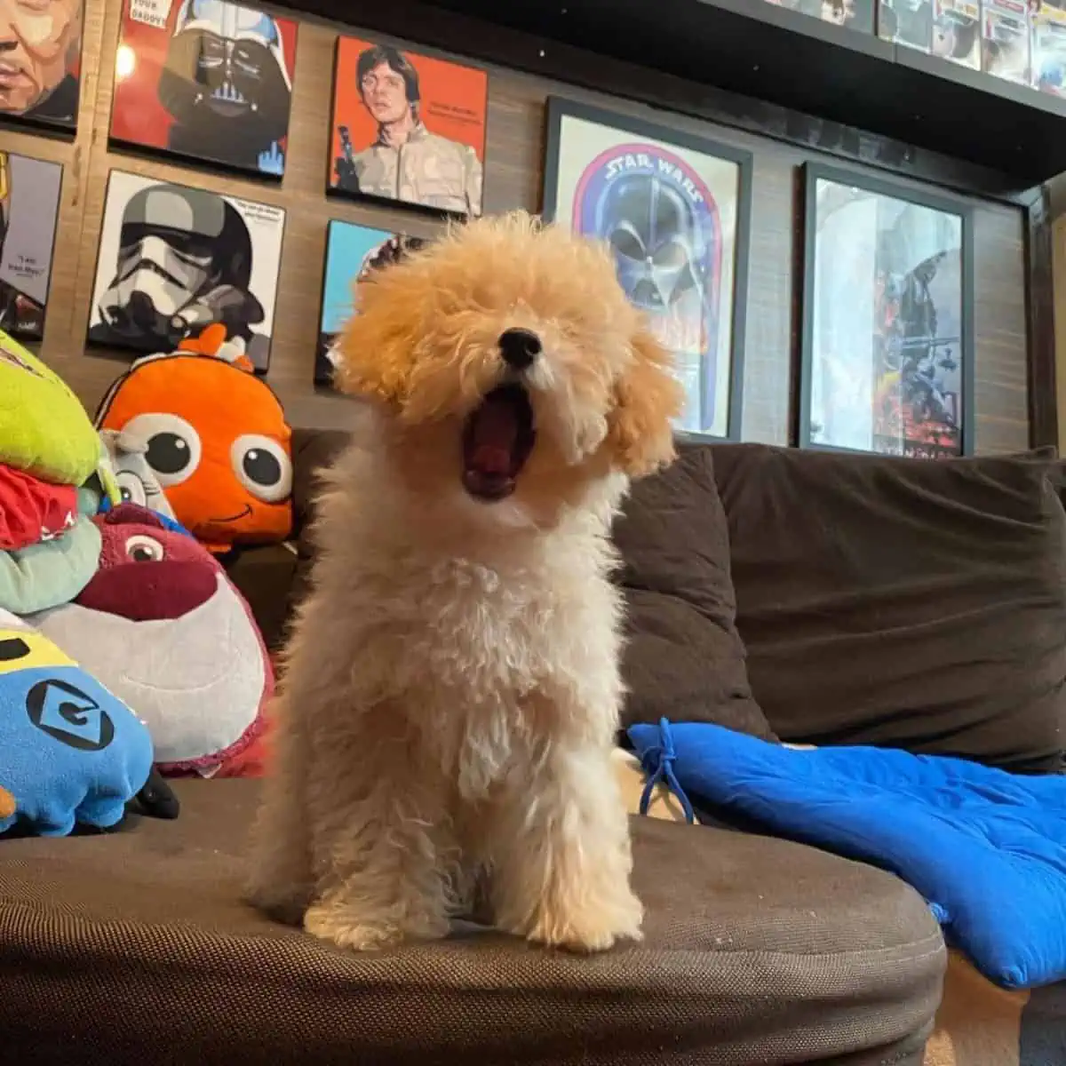 Poodle yawning after playing