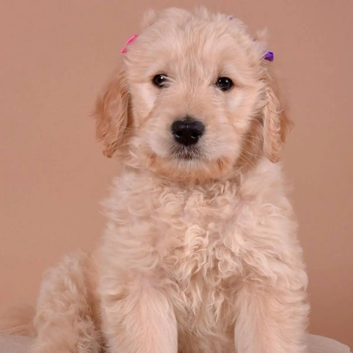 posing Goldendoodle puppy with ribbons